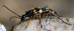 Strangalia attenuata