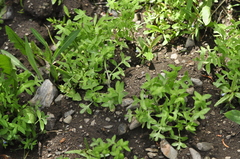 Nemophila breviflora