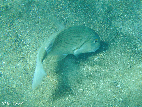 Rhabdosargus haffara observed 2024-09-27