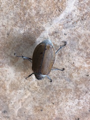 Melolonthinae