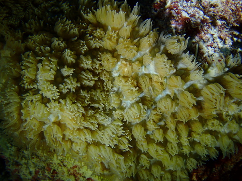 Encrusting Horn Coral