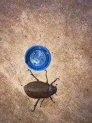 Melolonthinae