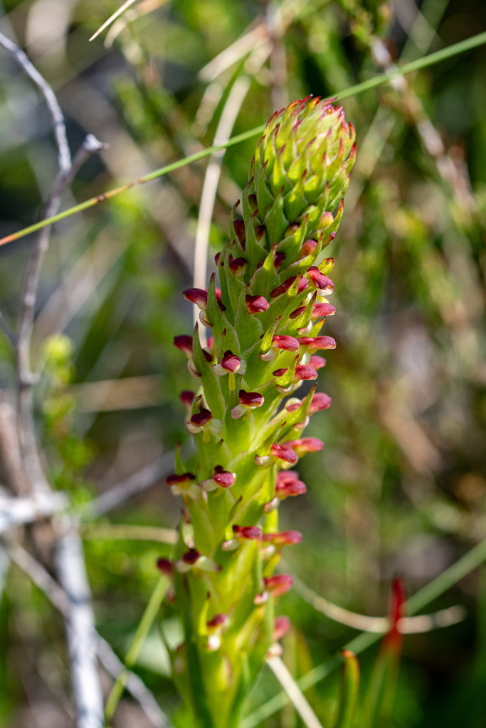 Disa densiflora