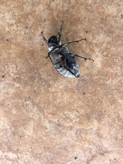 Melolonthinae