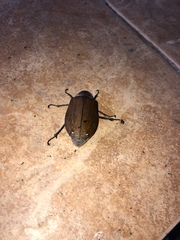Melolonthinae