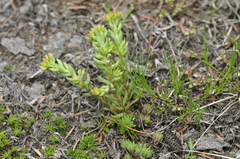 Sedum lanceolatum lanceolatum