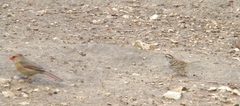 Cardinalis cardinalis
