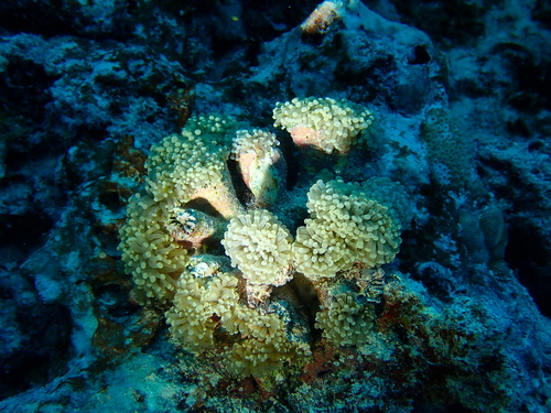 Fat-tentacled Torch Coral