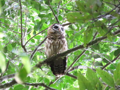 Strix fulvescens