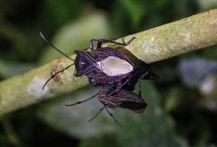 Pachylis pharaonis