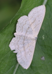 Scopula nigropunctata