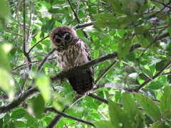 Strix fulvescens