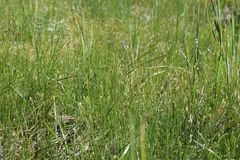 Eleocharis quinqueflora