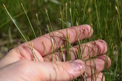 Eleocharis quinqueflora