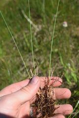 Eleocharis quinqueflora
