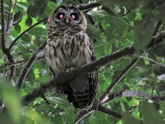 Strix fulvescens