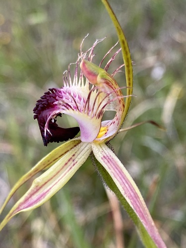 Image of Caladenia thinicola by (c) John Van Den Nouwelant, some rights reserved (CC BY)