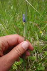 Sisyrinchium