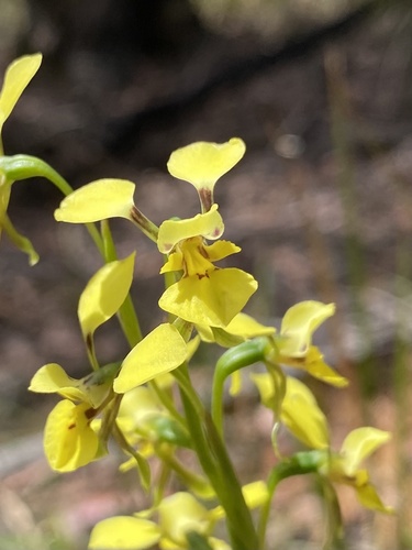 Image of Lemon Doubletail (Diuris abbreviata) by (c) AmandaF, some rights reserved (CC BY)