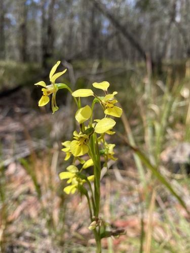 Image of Diuris abbreviata by (c) AmandaF, some rights reserved (CC BY)