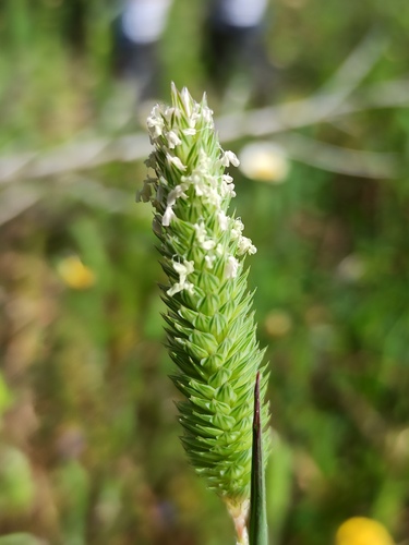 Littleseed canarygrass (Phalaris minor)