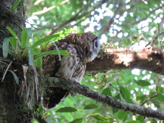 Strix fulvescens