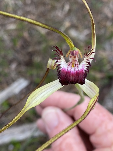 Image of Caladenia excelsa by (c) John Van Den Nouwelant, some rights reserved (CC BY)