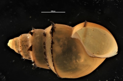 New Zealand Mudsnail