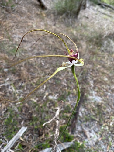 Image of Caladenia excelsa by (c) John Van Den Nouwelant, some rights reserved (CC BY)