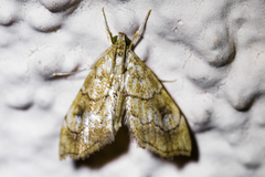 Scybalistodes periculosalis