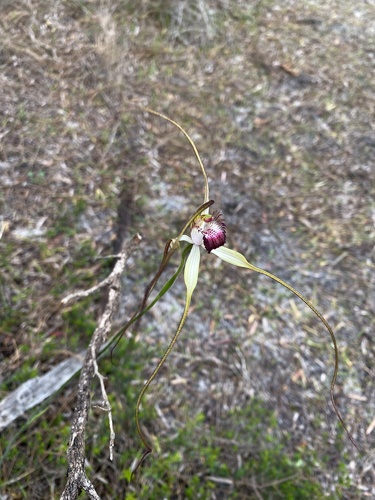 Image of Caladenia excelsa by (c) John Van Den Nouwelant, some rights reserved (CC BY)