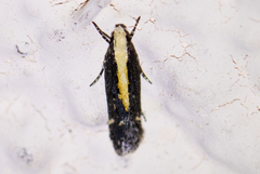 Aroga paraplutella