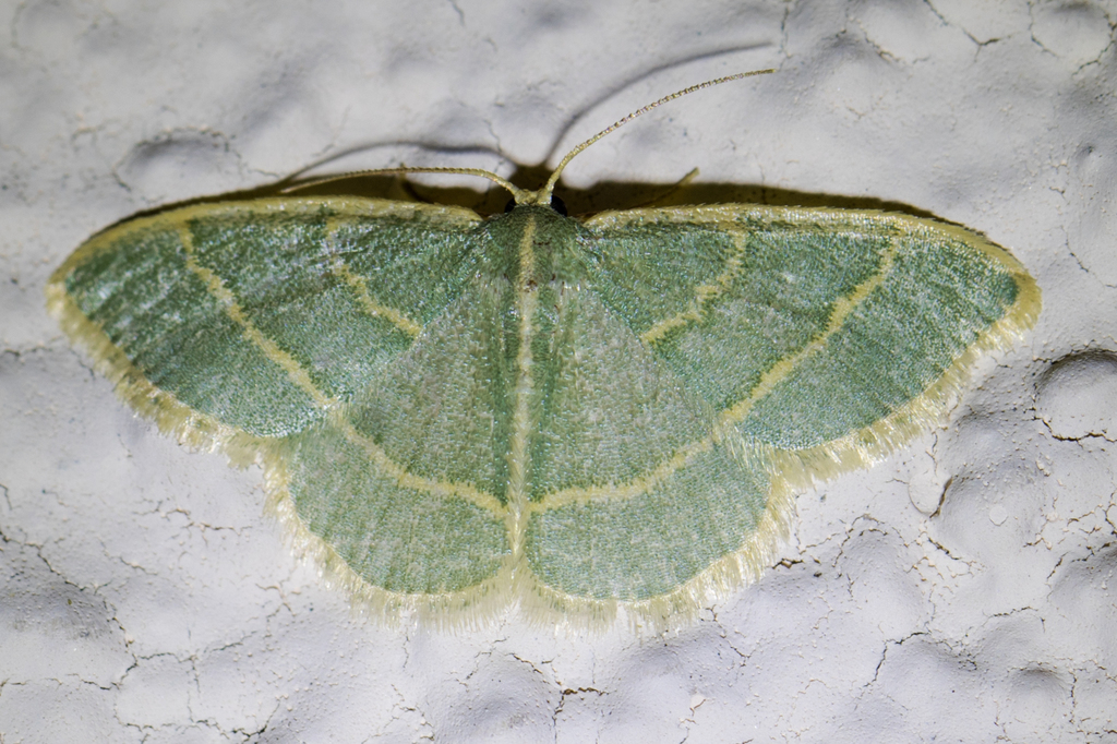 Chlorochlamys appellaria