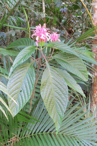 Image of Justicia carnea by (c) Jonathan Lorencetti Ehlert, some rights reserved (CC BY-SA)