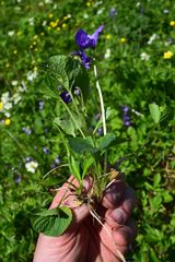 Viola langsdorffii