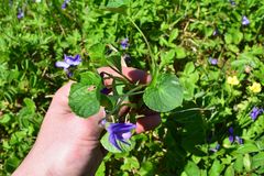 Viola langsdorffii