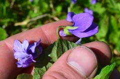 Viola langsdorffii