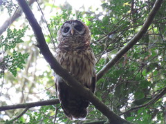 Strix fulvescens