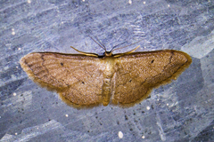 Idaea demissaria