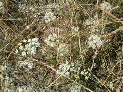 Pimpinella tragium