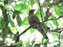 Turdus infuscatus