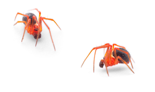 Ruborridion musivum (Simon, 1873)