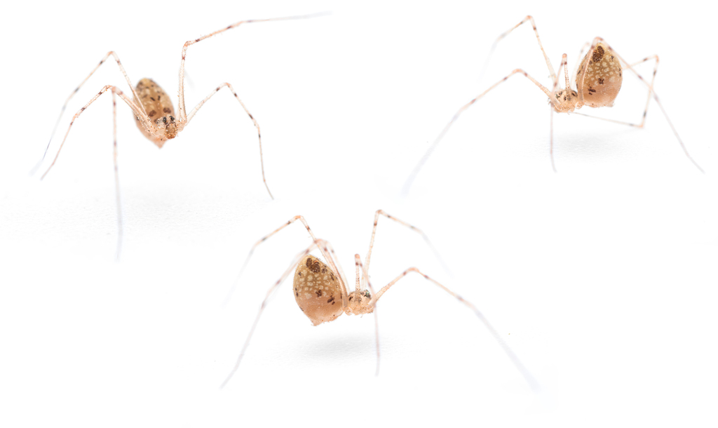 Spermophorides mediterranea