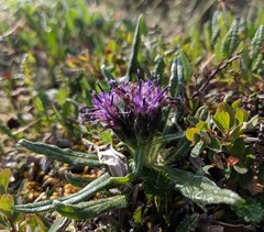 Saussurea angustifolia