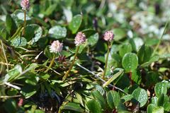 Tofieldia coccinea