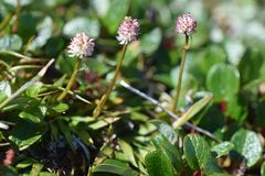 Tofieldia coccinea