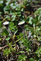 Erigeron humilis