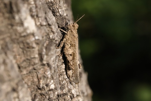 Carinate Locust