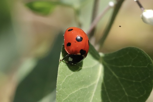Seven-spotted Lady Beetle