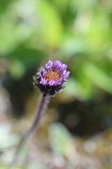 Erigeron humilis